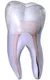 Fractured Tooth Root