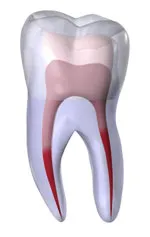 Root Canal Oakland CA, pulp at tooth center